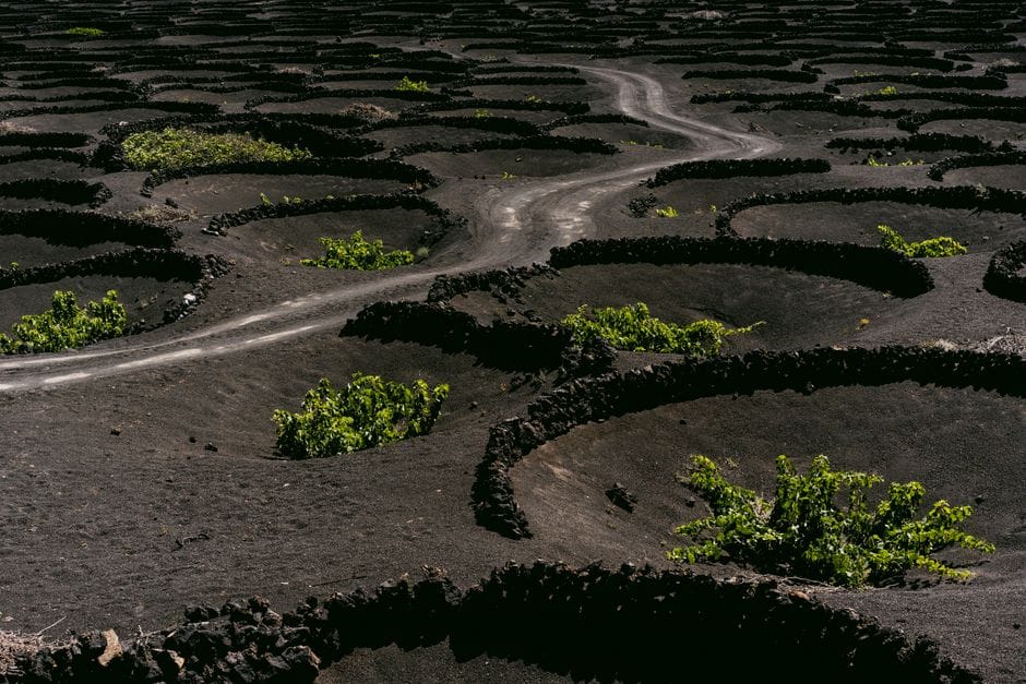 Pico — subir a montanha e provar o vinho que cresce na lava