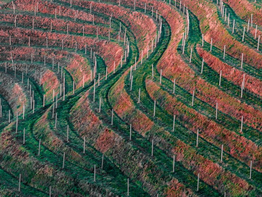 A Linha do Douro de comboio, no tempo em que tudo cheira a uva