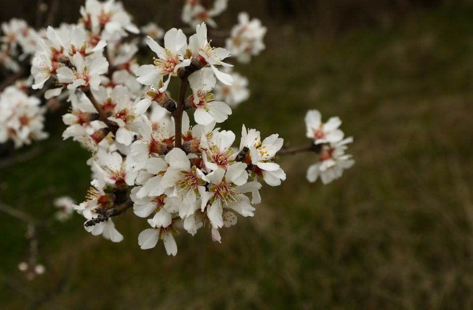 A flor da amendoeira em Trás-os-Montes