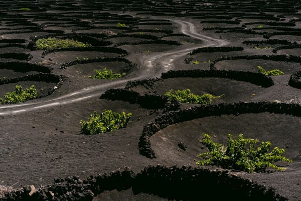 Pico — subir a montanha e provar o vinho que cresce na lava