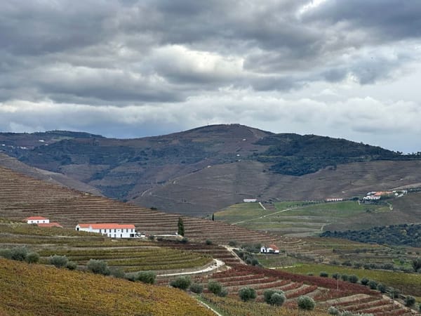 A Rota dos Vinhos do Dão, alternativa ao Douro