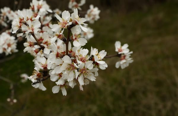 A flor da amendoeira em Trás-os-Montes