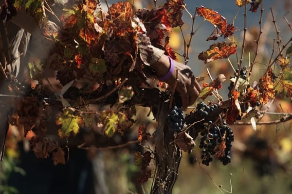 Rota do Vinho do Douro em setembro: a vindima e como visitar sem multidões