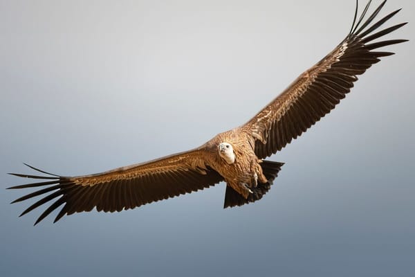 Sagres em outubro: a planície das aves perdidas e como ver a migração sem ser ornitólogo